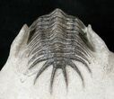 Crotalocephalus Maurus Trilobite #15556-2